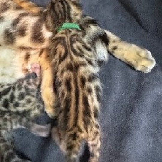 SUA SIAM YAKUZA Mâle Bengal