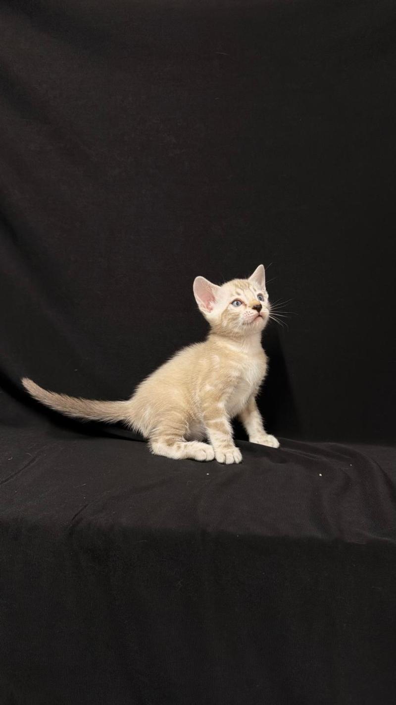 SUA SIAM BOYD Mâle Bengal