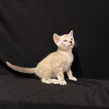 chaton Bengal seal marble point 6 marble lynx ELEVAGE BENGAL CHATTERIE SUA SIAM