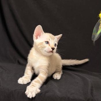chaton Bengal seal marble point 6 marble lynx ELEVAGE BENGAL CHATTERIE SUA SIAM