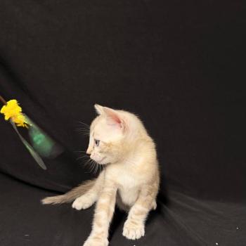 chaton Bengal seal marble point 6 marble lynx ELEVAGE BENGAL CHATTERIE SUA SIAM
