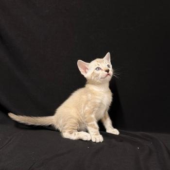 chaton Bengal seal marble point 6 marble lynx ELEVAGE BENGAL CHATTERIE SUA SIAM