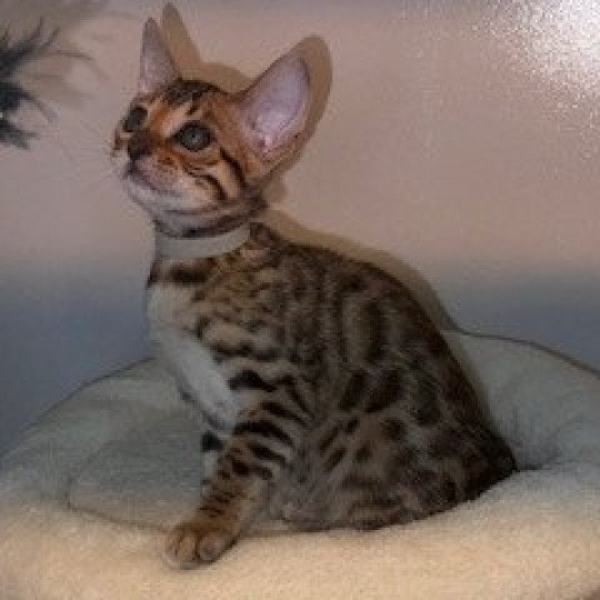 SUA SIAM YOTAYA QUEEN ASIA Femelle Bengal