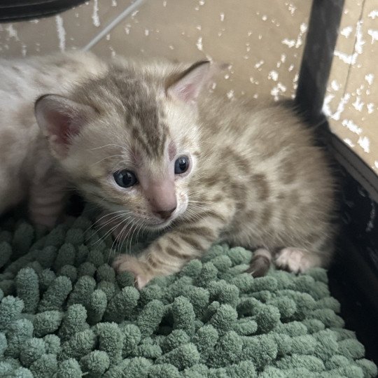 SUA SIAM ALADIN COLLIER VERT Mâle Bengal
