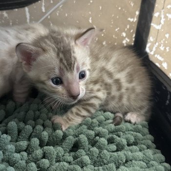 chaton Bengal seal spotted / rosettes mink ALADIN COLLIER VERT ELEVAGE BENGAL CHATTERIE SUA SIAM chaton Bengal seal spotted / rosettes mink ALADIN COLLIER VERT ELEVAGE BENGAL CHATTERIE SUA SIAM