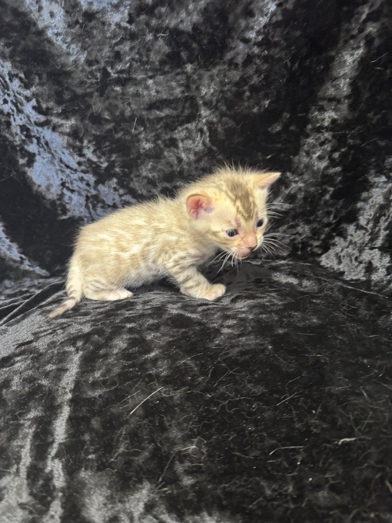 SUA SIAM ANAKIN COLLIER JAUNE Mâle Bengal SUA SIAM ANAKIN COLLIER JAUNE Mâle Bengal