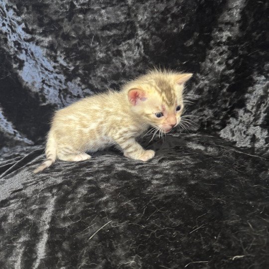SUA SIAM ANAKIN COLLIER JAUNE Mâle Bengal