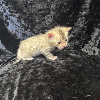 chaton Bengal seal spotted / rosettes mink ANAKIN COLLIER JAUNE ELEVAGE BENGAL CHATTERIE SUA SIAM chaton Bengal seal spotted / rosettes mink ANAKIN COLLIER JAUNE ELEVAGE BENGAL CHATTERIE SUA SIAM