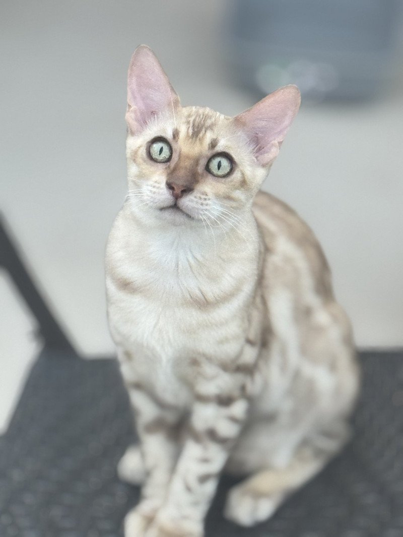 SUA SIAM ANAKIN Mâle Bengal SUA SIAM ANAKIN Mâle Bengal