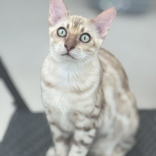 SUA SIAM ANAKIN Mâle Bengal