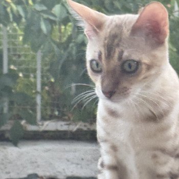 chaton Bengal seal spotted / rosettes mink ANAKIN ELEVAGE BENGAL CHATTERIE SUA SIAM