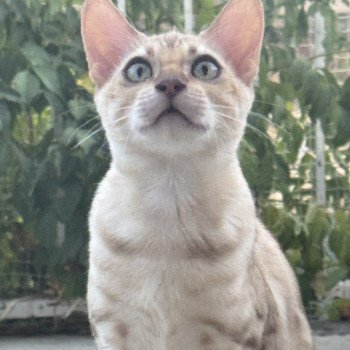 chaton Bengal seal spotted / rosettes mink ANAKIN ELEVAGE BENGAL CHATTERIE SUA SIAM