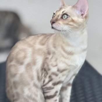 chaton Bengal seal spotted / rosettes mink ANAKIN ELEVAGE BENGAL CHATTERIE SUA SIAM