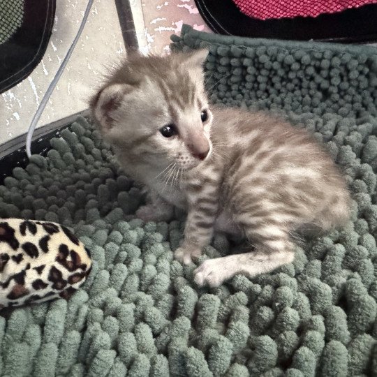 SUA SIAM ANGELO COLLIER VIOLET Mâle Bengal