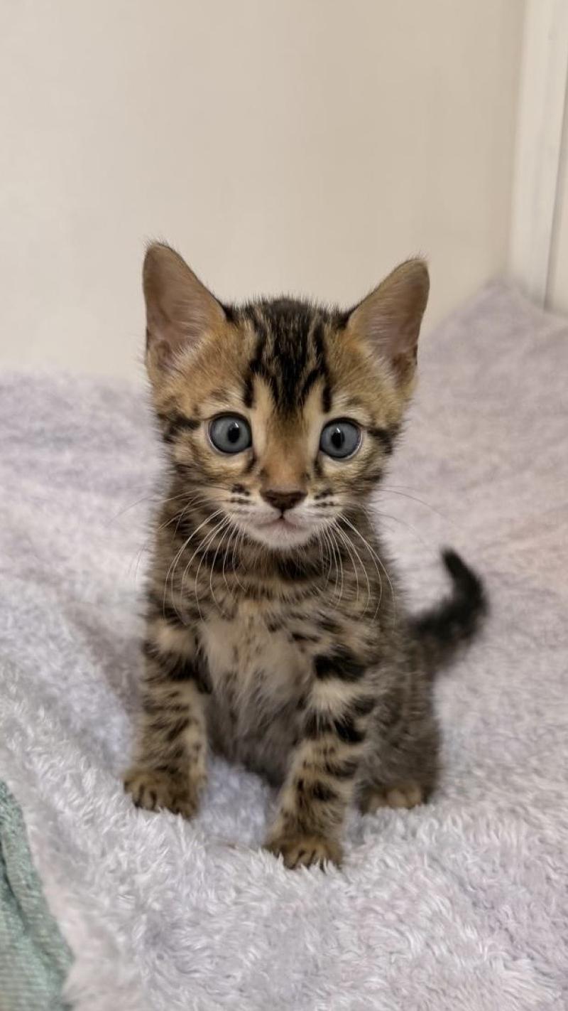SUA SIAM BIG BOOM Mâle Bengal