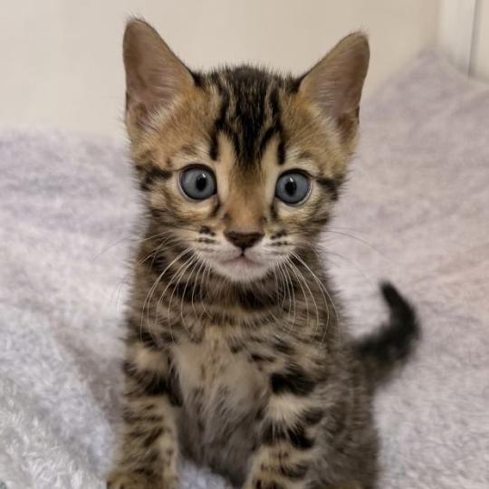 SUA SIAM BIG BOOM Mâle Bengal
