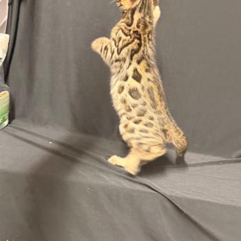 chaton Bengal brown spotted / rosettes BIG BOOM ELEVAGE BENGAL CHATTERIE SUA SIAM