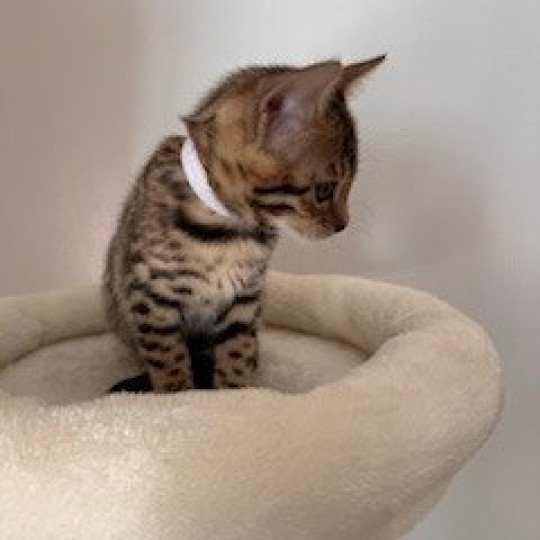 SUA SIAM VERY NICE Femelle Bengal