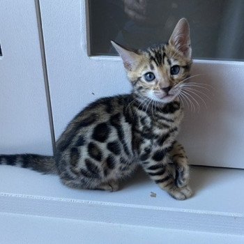 chaton Bengal brown spotted / rosettes collier orange TYSON ELEVAGE BENGAL CHATTERIE SUA SIAM
