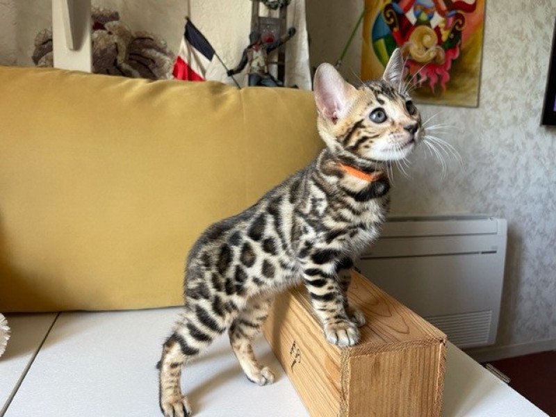 SUA SIAM TYSON Mâle Bengal