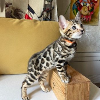 chaton Bengal brown spotted / rosettes TYSON collier orange ELEVAGE BENGAL CHATTERIE SUA SIAM