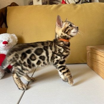 chaton Bengal brown spotted / rosettes TYSON collier orange ELEVAGE BENGAL CHATTERIE SUA SIAM