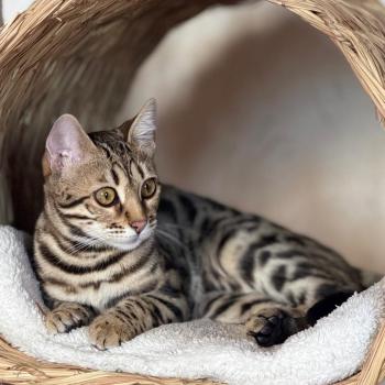 chaton Bengal brown spotted / rosettes ASIA ELEVAGE BENGAL CHATTERIE SUA SIAM