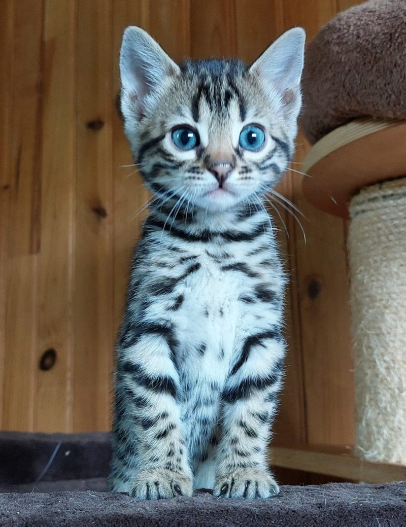 HYPNOTIC'BENGAL UNBREAK MY HEART Femelle Bengal HYPNOTIC'BENGAL UNBREAK MY HEART Femelle Bengal