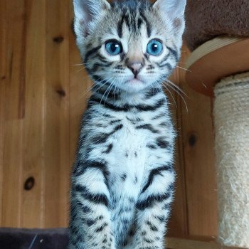 chaton Bengal brown spotted / rosettes HYPNOTIC BENGAL UNBREAK MY HERAT ELEVAGE BENGAL CHATTERIE SUA SIAM