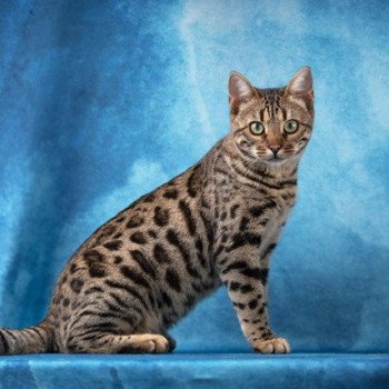 chat Bengal brown tabby spotted / rosettes UNBREAK MY HEART ELEVAGE BENGAL CHATTERIE SUA SIAM
