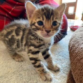 chaton Bengal brown spotted / rosettes JAUNE ELEVAGE BENGAL CHATTERIE SUA SIAM
