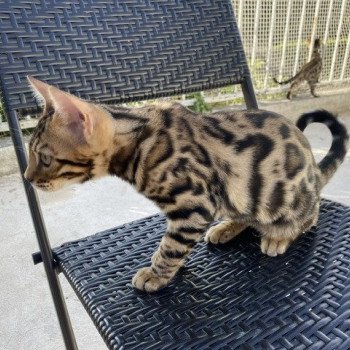 chaton Bengal brown spotted / rosettes USE MY LIFE (JAUNE) ELEVAGE BENGAL CHATTERIE SUA SIAM