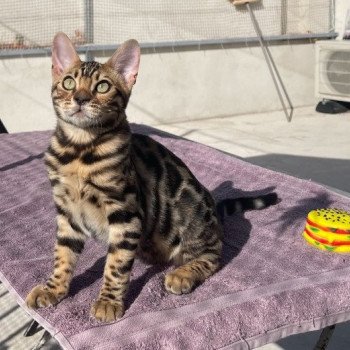 chaton Bengal brown spotted / rosettes USE MY LIFE (JAUNE) ELEVAGE BENGAL CHATTERIE SUA SIAM