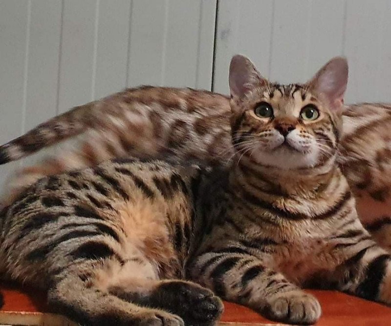 SOHMA KYO Mâle Bengal