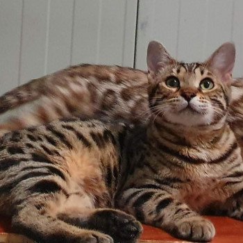 chat Bengal KIO ELEVAGE BENGAL CHATTERIE SUA SIAM