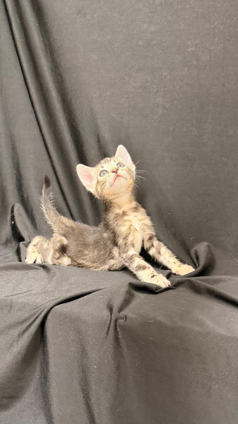 SUA SIAM BELLA Femelle Bengal
