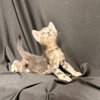 chaton Bengal brown marble 2 MARBLE BROWN ELEVAGE BENGAL CHATTERIE SUA SIAM