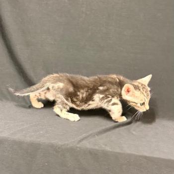 chaton Bengal brown marble 2 MARBLE BROWN ELEVAGE BENGAL CHATTERIE SUA SIAM