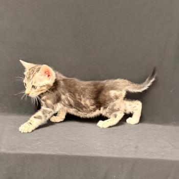 chaton Bengal brown marble 2 MARBLE BROWN ELEVAGE BENGAL CHATTERIE SUA SIAM