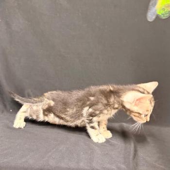 chaton Bengal brown marble 2 MARBLE BROWN ELEVAGE BENGAL CHATTERIE SUA SIAM