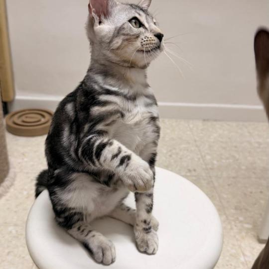 SUA SIAM BELLA Femelle Bengal