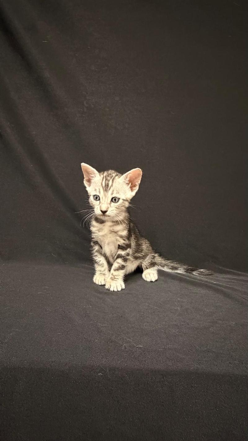 SUA SIAM BAITHONG Femelle Bengal