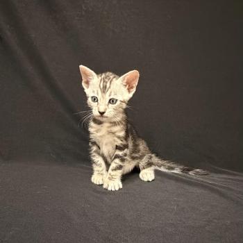 chaton Bengal silver marble 3 MARBLE SILVER ELEVAGE BENGAL CHATTERIE SUA SIAM