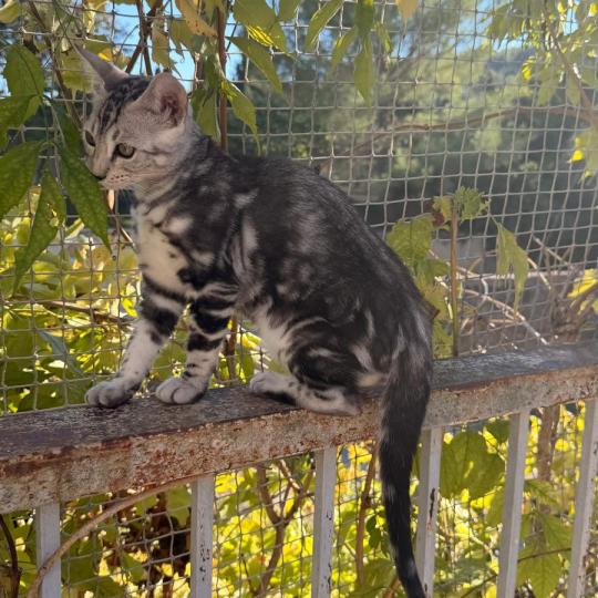 SUA SIAM BAITHONG Femelle Bengal