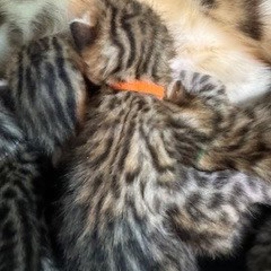 SUA SIAM WILONA STARGATE Femelle Bengal