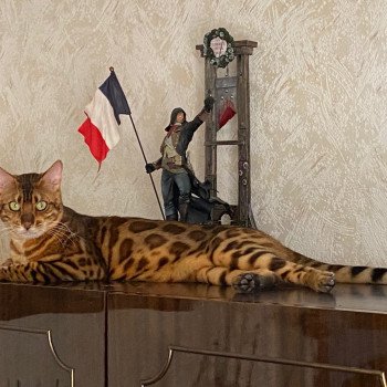 chat Bengal RUBEN ELEVAGE BENGAL CHATTERIE SUA SIAM chat Bengal RUBEN ELEVAGE BENGAL CHATTERIE SUA SIAM