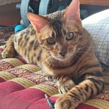 chat Bengal brown spotted tabby RUBEN ELEVAGE BENGAL CHATTERIE SUA SIAM