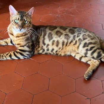 chat Bengal brown spotted tabby RUBEN ELEVAGE BENGAL CHATTERIE SUA SIAM