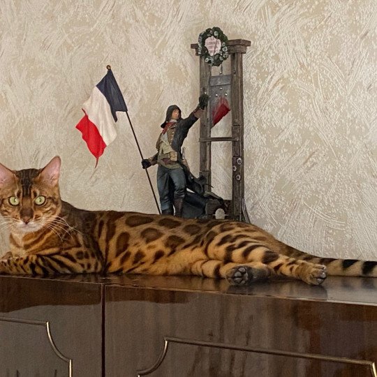 DCH . RUBEN DE LAF 187406  Mâle Bengal