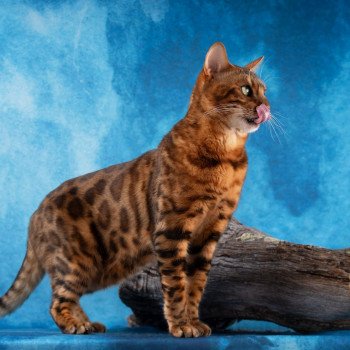 chat Bengal brown tabby spotted / rosettes DCH . RUBEN DE LAF 187406 ELEVAGE BENGAL CHATTERIE SUA SIAM